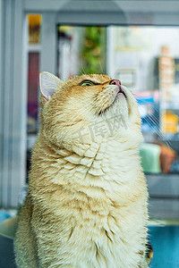 动物白天金渐层猫咖撸猫摄影图配图