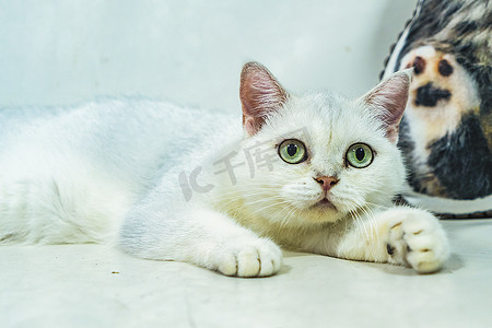 猫白天英短猫咖撸猫摄影图配图