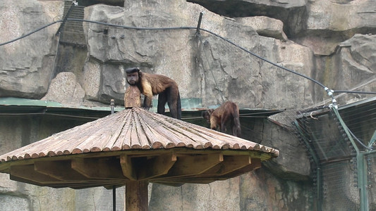 黑帽悬猴摄影照片_黑帽悬猴猿猴类动物