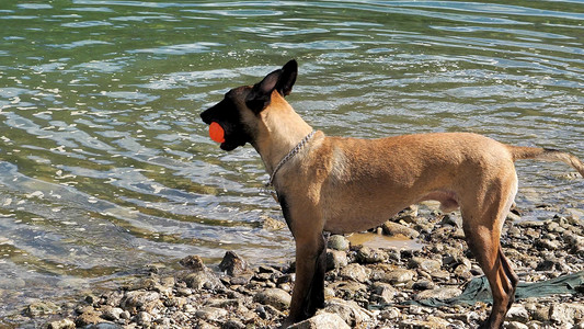 宠物狗河滩上奔跑河水中捉球