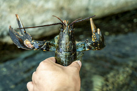 海上牧场摄影照片_动物世界白天龙虾展览旅游摄影图配图