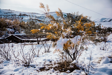 下雪白天冬天落雪积雪户外无摄影图配图