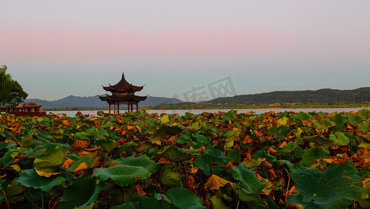 树木宣传摄影照片_秋天白天集贤亭景区内移动摄影图配图