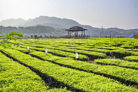 湖北英山早晨云雾茶茶园自然摄影图配图