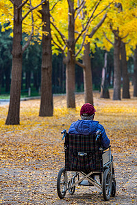 秋天竖版视频摄影照片_重阳节关爱老人老人秋天轮椅摄影图配图