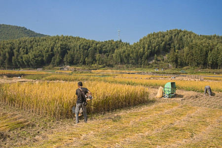温州泽雅农村稻田收割下午人物稻田无摄影图配图