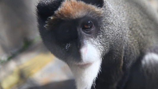 白臀长尾猴猿猴类动物