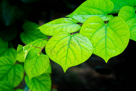 植物清晨绿叶户外叶子摄影图配图