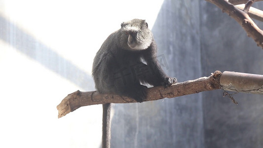 白臀长尾猴高清猿猴