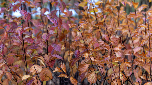 二龙什台摄影照片_红树叶上午树叶秋季素材摄影图配图
