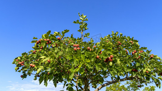 红心火龙果树摄影照片_山楂树上午山楂树秋季素材摄影图配图