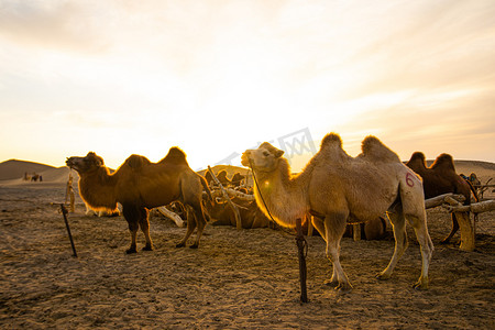 行进的骆驼摄影照片_骆驼傍晚骆驼群户外站立摄影图配图