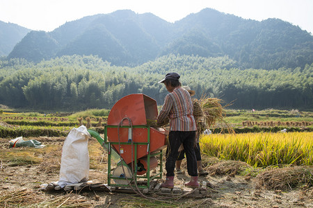 打稻谷摄影照片_温州市泽雅农村打稻谷的农民下午农民田里无摄影图配图