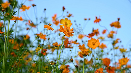 蓝天下随风飘动的唯美小花花朵