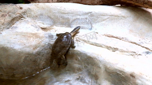 安布闭壳龟龟类动物