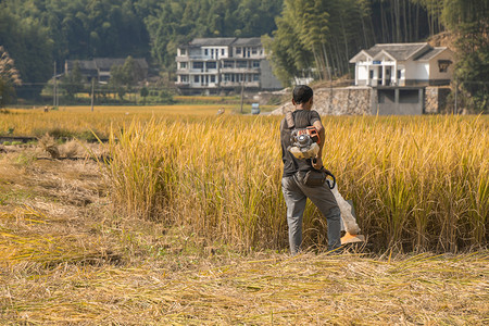 温州市农村割稻谷的农民下午农民田里无摄影图配图