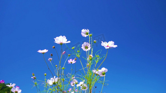 唯美创意中式摄影照片_实拍唯美晴天下随风飘荡的小白菊