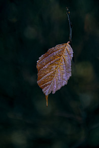 二龙什台摄影照片_红树叶特写上午树叶秋季素材摄影图配图
