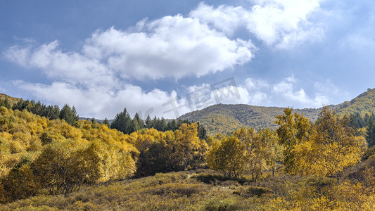 秋色上午树木秋季素材摄影图配图