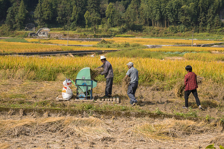 温州市农村田里割稻谷的人下午农民田里无摄影图配图