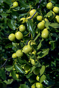 枣树上午枣树秋季素材摄影图配图