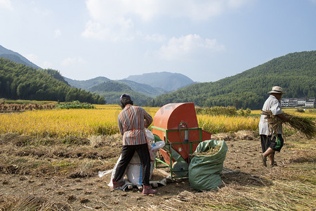 温州市泽雅农村收稻谷的农民下午农民田里无摄影图配图