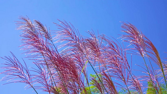 桌面壁纸太空摄影照片_自然风景桌面壁纸唯美粉色芦苇飘动意境