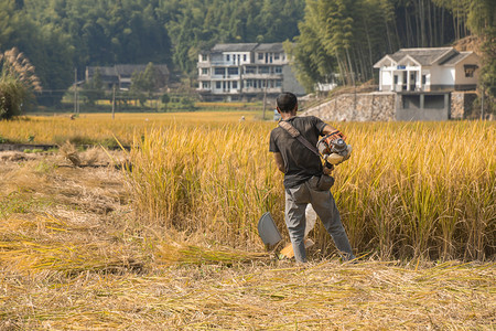 温州市农村割稻谷的人下午人物田里无摄影图配图