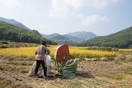 温州市泽雅农村打稻谷的农民下午人物田里无摄影图配图