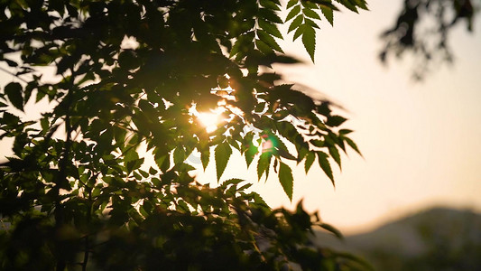 实拍意境逆光夕阳阳光透过树叶植物