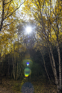 二月二龙抬头海报摄影照片_二龙什台秋色上午树林秋季素材摄影图配图