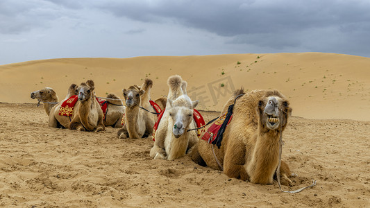骆驼沙漠下午骆驼秋季素材摄影图配图