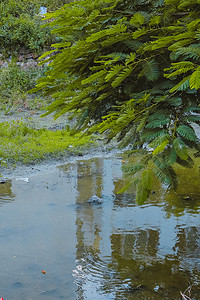 洪阳摄影照片_河边白天树叶室外河水摄影图配图