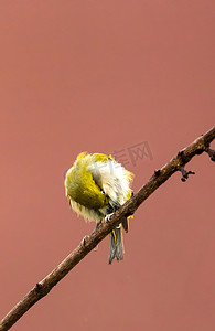 树枝上的鸟儿小鸟动物鸟类摄影图配图
