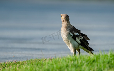 草地上动物小鸟鸟类自然摄影图配图