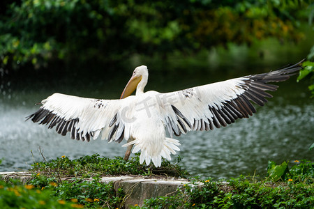 野生鸟类动物鹈鹕湿地湖边摄影图配图