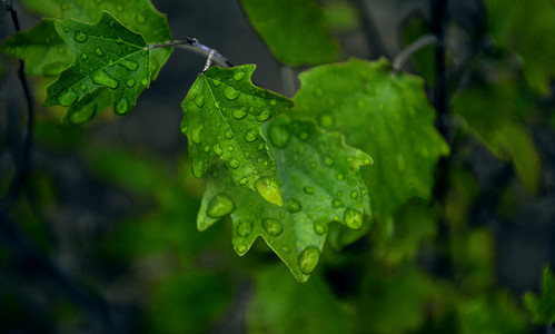 岭南风情摄影照片_雨珠树叶上午树叶秋季素材摄影图配图