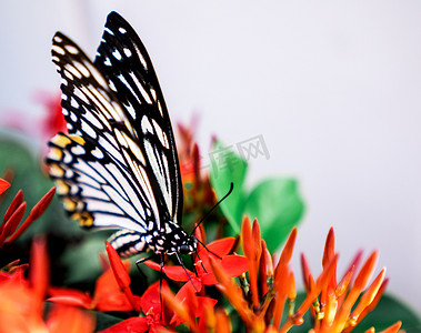 昆虫蝴蝶花卉植物采花粉摄影图配图