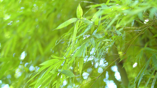 阳光明媚竹林昆虫微风