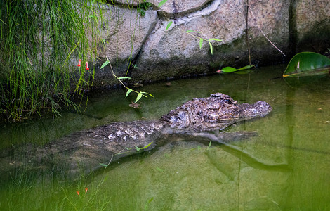 两栖动物自然水中鳄鱼摄影图配图