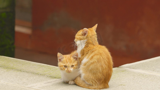 猫咪洗护摄影照片_两只猫咪墙壁边晒太阳