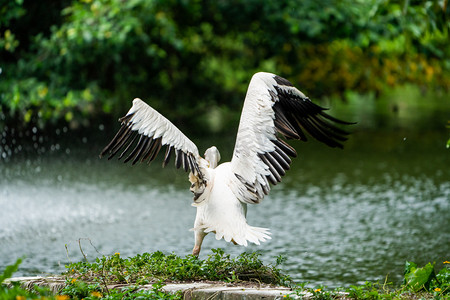 鹈鹕鸟类展翅野生动物摄影图配图
