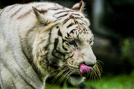 广州广州动物园一只白虎在草地狩猎摄影图配图
