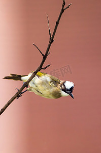 小鸟摄影照片_动物鸟类小鸟树枝上鸟儿摄影图配图