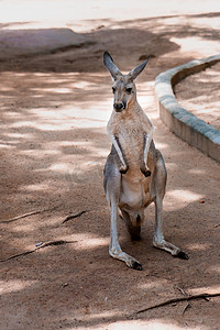 澳洲袋鼠自然野生动物摄影图配图