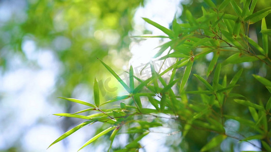 竹叶植物摄影照片_唯美阳光逆光竹叶随风飘动光斑意境