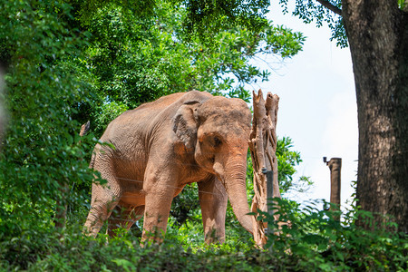 大象非洲象野生保护动物摄影图配图