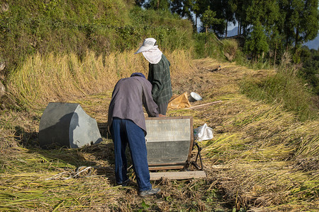 田里打稻谷的农民下午农民农村无摄影图配图