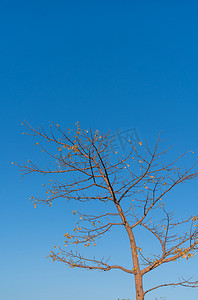 秋季蓝天风景植物枯树摄影图配图
