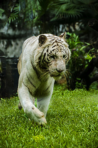 广州广州动物园一只白虎在草地里狩猎摄影图配图